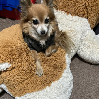 TOBY | Raza Mestizo, cruza de Pomerania con Chihuahua,  (Pomchi) | Final Feliz