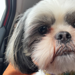 REYNA | Raza Shih Tzu  | Perdida