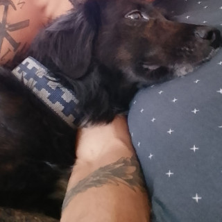 OSO | Raza Mestizo, cruza de Setter Irlandés | Perdido