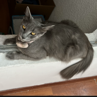 MICHA | Raza Nebelung O Nibelungo | Perdida