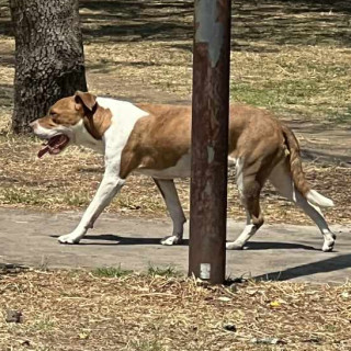 ÁMBER | Raza American Pitbull Terrier | Perdida