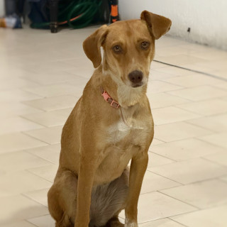  | Raza Mestiza | Encontrada