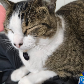 MIKO | Raza Doméstico Américano de Pelo Corto | Perdida