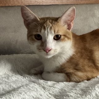 LUNA | Raza Doméstico Américano de Pelo Corto | Perdida