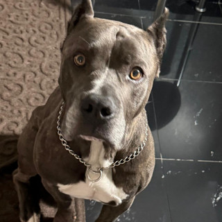 DYRON | Raza American Pitbull Terrier | Perdido
