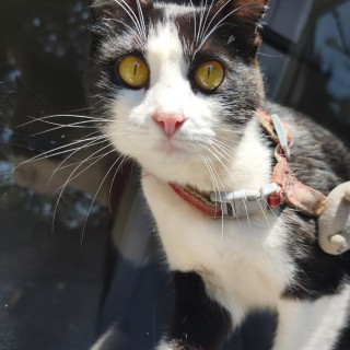 FIANNA | Raza Doméstico Américano de Pelo Corto | Perdida