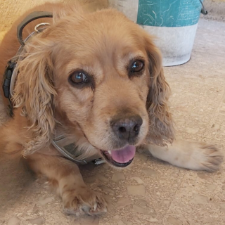 BILLY | Raza Mestizo, cruza de Cocker Spaniel | Final Feliz