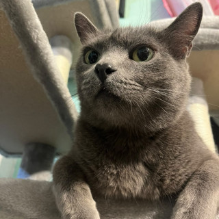 GRIS | Raza Ruso Azul | Perdido
