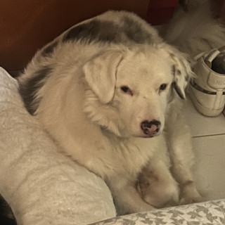 BOB (SORDO Y DÉBIL VISUAL) | Raza Border Collie  | Perdido