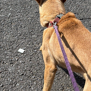  | Raza Mestiza, cruza de Pastor Belga Malinois | Encontrada