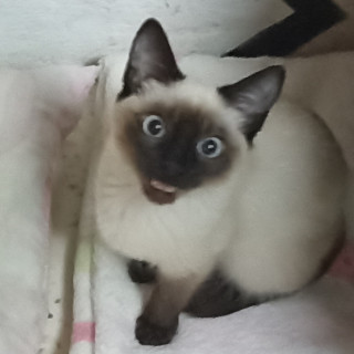 MOMO | Raza Siamés Punto Foca | Perdida