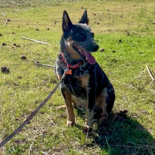 FRIDA | Raza Ganadero Australiano Blue Heeler  | Perdida