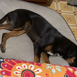 BRUCE | Raza Mestizo | Perdido