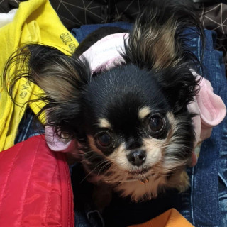 Foto de CHISPITA O PIPI