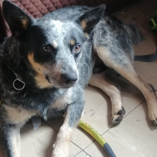 ROLO | Raza Ganadero Australiano Blue Heeler  | Perdido