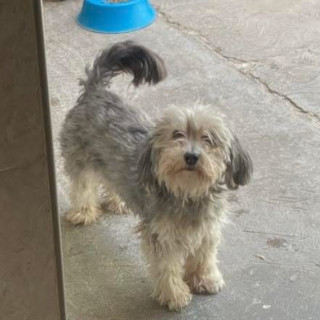 Foto de BONIS