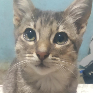 HERMOSO GATITO | Raza Doméstico Américano de Pelo Corto | En Adopción