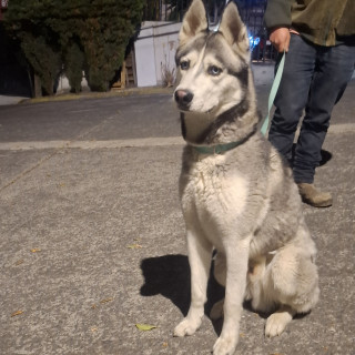  | Raza Husky Siberiano | Encontrado