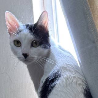 CRUELA | Raza Domestico Americano de pelo corto | Perdida