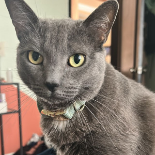 MIKA | Raza Ruso Azul | Perdida