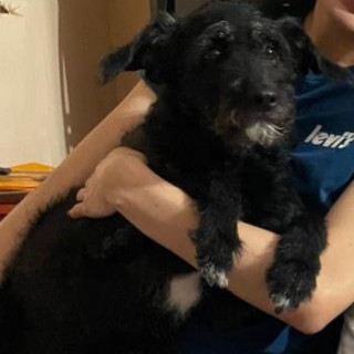 BUDDY | Raza Mestizo, cruza de Schnauzer con Poodle, (Schnoodle) | Perdido
