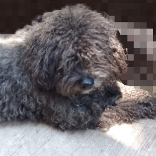 CABO | Raza French Poodle o Caniche | Perdido