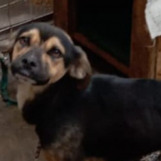 ZEUS | Raza Mestizo | Perdido