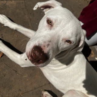 LIÓN | Raza Mestizo, cruza de Labrador | Perdido