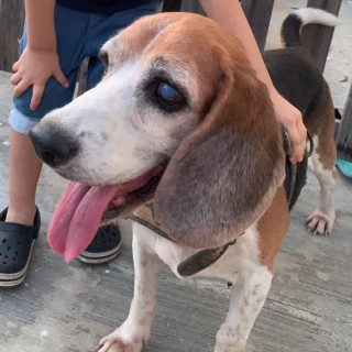 MAX | Raza Beagle | Perdido