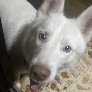 MILÁN | Raza Husky Siberiano | Perdido