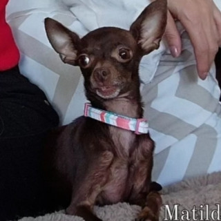 MATILDA | Raza Chihuahua | Perdida