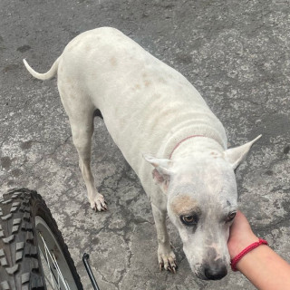 LAYLA | Raza Mestiza | Perdida