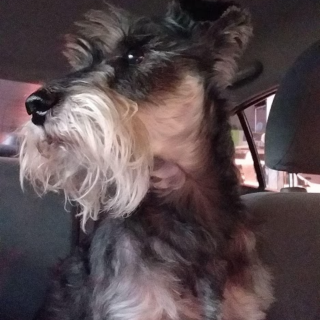 CODY | Raza Schnauzer | Perdido