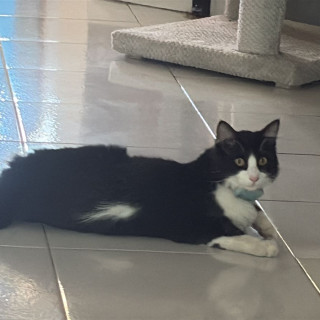 ZEUS | Raza Doméstico Americano de Pelo Semilargo | Perdido