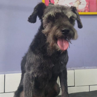 FRIJOL | Raza Schnauzer | Perdido