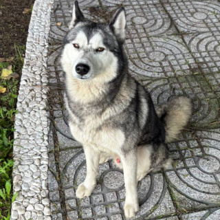  | Raza Husky Siberiano | Encontrado
