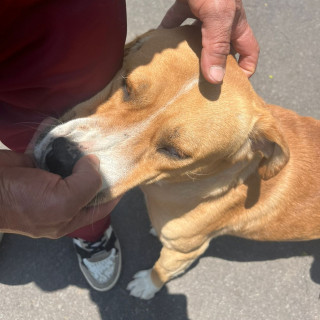 PAPUCHO | Raza Mestizo, cruza de American Pitbull Terrier con Labrador | Final Feliz