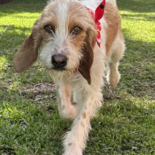 LUIGI | Raza Mestizo, cruza de Braco de Auvernia con Cocker Spaniel | En Adopción