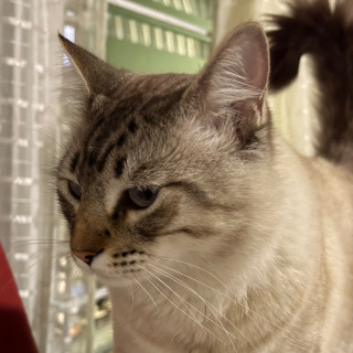SHEY | Raza Aslan o Siamés Moderno Punto Tabby | Perdido