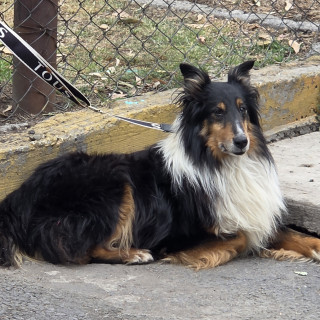  | Raza Collie | Encontrado