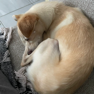 DELILA | Raza Chihuahua | Perdida