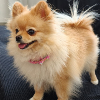FLOUNDER Y MELODY | Raza Pomerania | Perdido