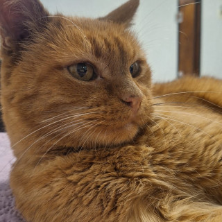 CHATRÁN | Raza Doméstico Américano de Pelo Corto | Perdido