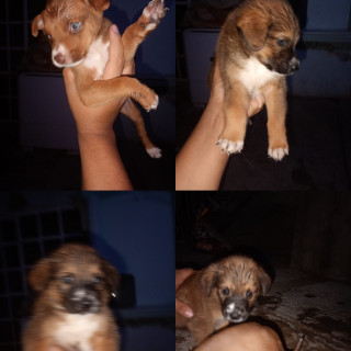 CHIQUILÍN  Y OSO | Raza Mestizos | En Adopción