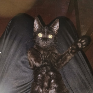 BINX | Raza Bombay | Perdido