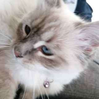 MUSHKIN | Raza Balinés punto tabby | Final Feliz