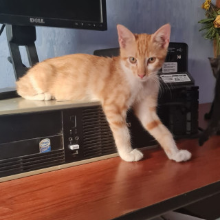 CLOVER | Raza Doméstico Américano de Pelo Corto | Perdido
