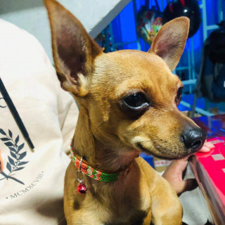 NIÑO | Raza Chihuahua | Perdido