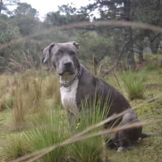 DRACO | Raza American Pitbull Terrier | Perdido