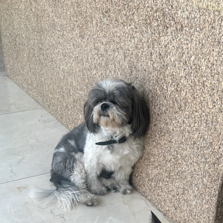 CHIP | Raza Shih Tzu  | Final Feliz